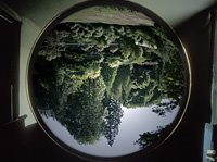 Rodney Graham, Millennial Time Machine 2003 - Image of Upside Down Tree